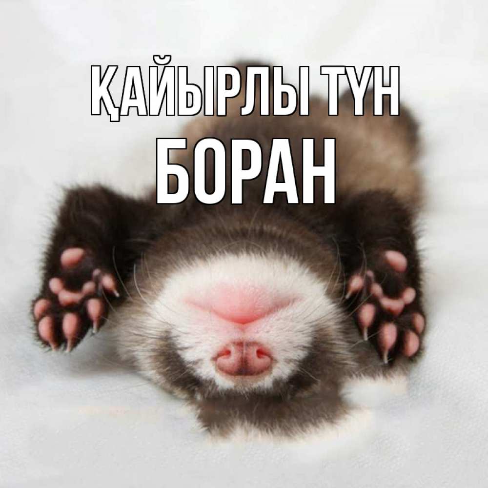 Күн сайын ашық хат с именем, Боран Қайырлы түн зверек Онлайн тегін жүктеп алу тілектері бар керемет карта 