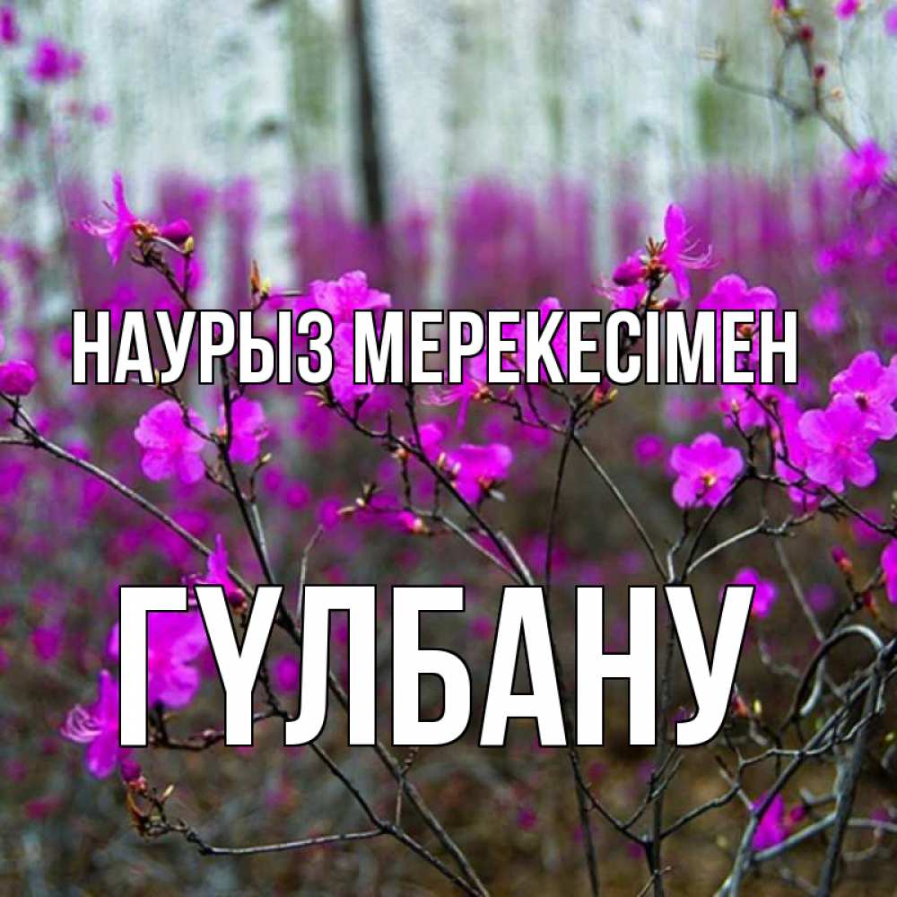 Күн сайын ашық хат с именем, ГҮЛБАНУ Наурыз мерекесімен дикие цветы Онлайн тегін жүктеп алу тілектері бар керемет карта 