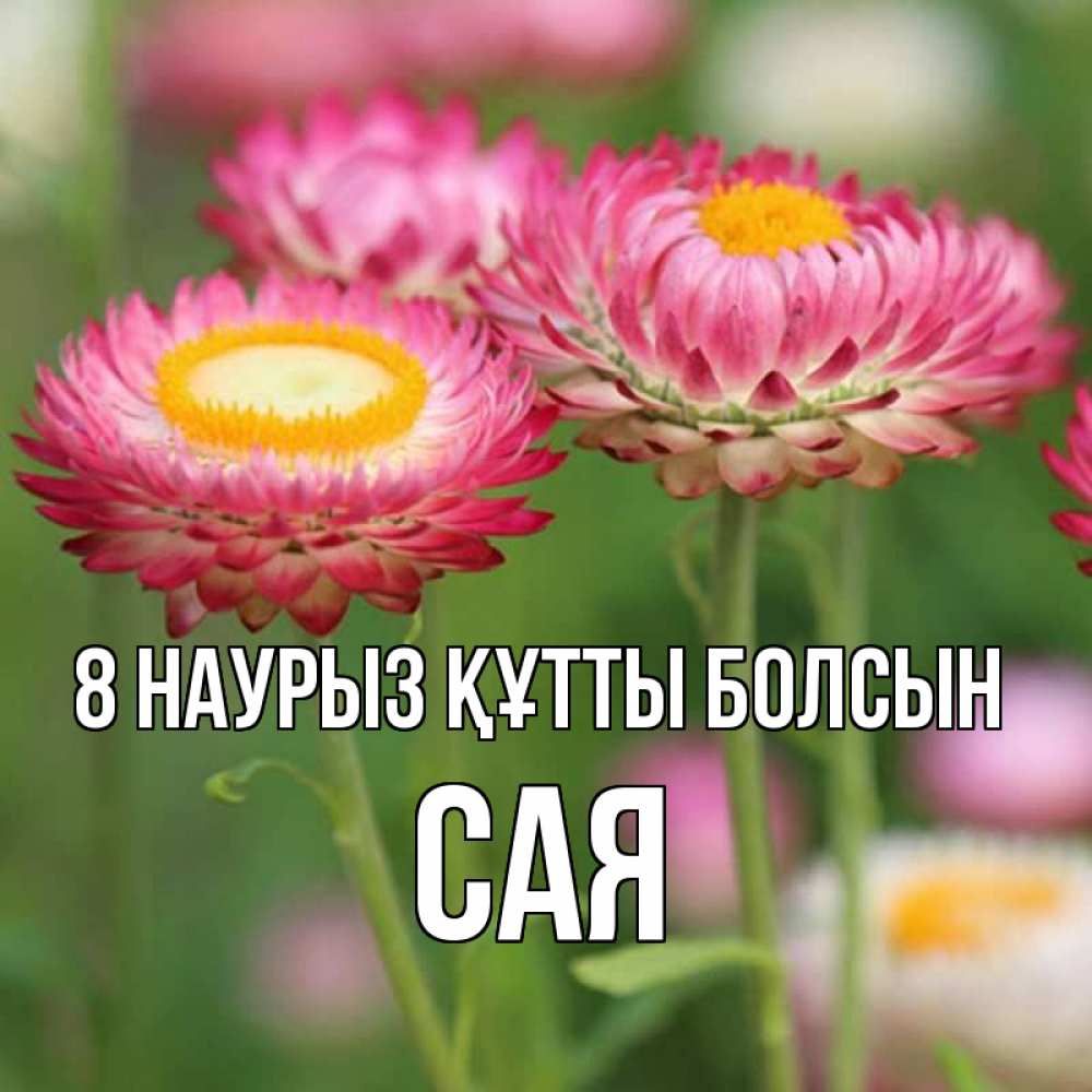 Күн сайын ашық хат с именем, САЯ 8 наурыз құтты болсын подарок на международный женский день Онлайн тегін жүктеп алу тілектері бар керемет карта 