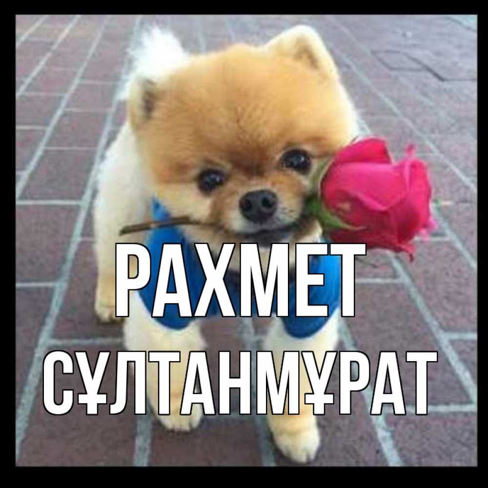 Күн сайын ашық хат с именем, СҰЛТАНМҰРАТ рахмет спасибо и дарю тебе цветок Онлайн тегін жүктеп алу тілектері бар керемет карта 