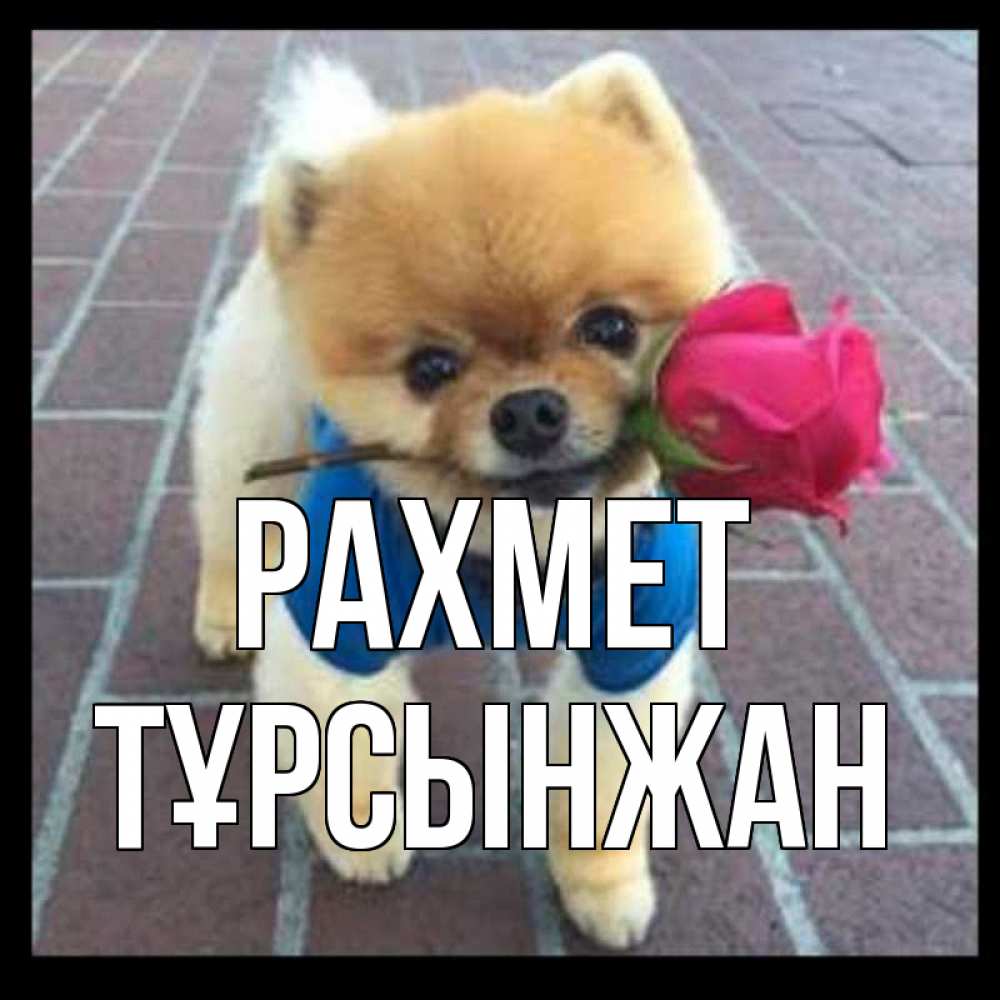 Күн сайын ашық хат с именем, ТҰРСЫНЖАН рахмет спасибо и дарю тебе цветок Онлайн тегін жүктеп алу тілектері бар керемет карта 