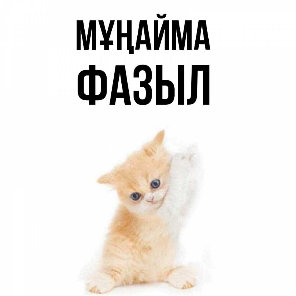 Күн сайын ашық хат с именем, ФАЗЫЛ Мұңайма просящий кот Онлайн тегін жүктеп алу тілектері бар керемет карта 