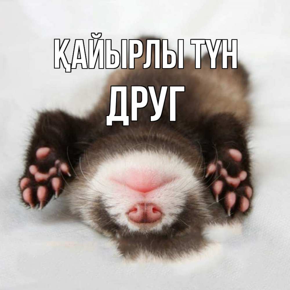 Күн сайын ашық хат с именем, Друг Қайырлы түн зверек Онлайн тегін жүктеп алу тілектері бар керемет карта 