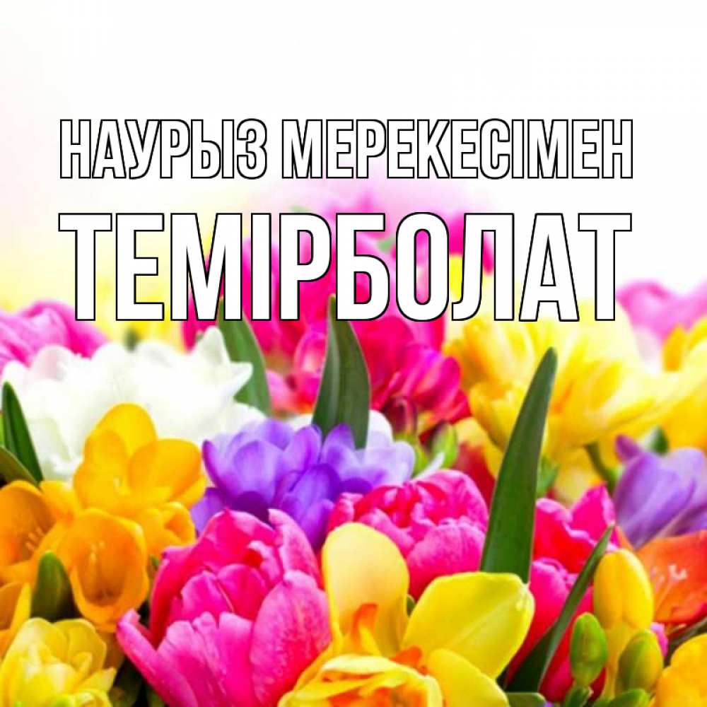 Күн сайын ашық хат с именем, ТЕМІРБОЛАТ Наурыз мерекесімен тюльпаны Онлайн тегін жүктеп алу тілектері бар керемет карта 