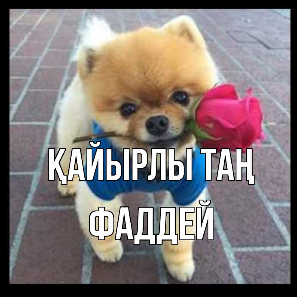 Күн сайын ашық хат с именем, Фаддей Қайырлы таң роза в зубах Онлайн тегін жүктеп алу тілектері бар керемет карта 