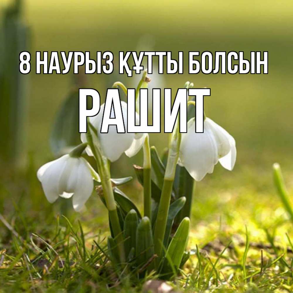 Күн сайын ашық хат с именем, РАШИТ 8 наурыз құтты болсын ранние цветы 2 Онлайн тегін жүктеп алу тілектері бар керемет карта 