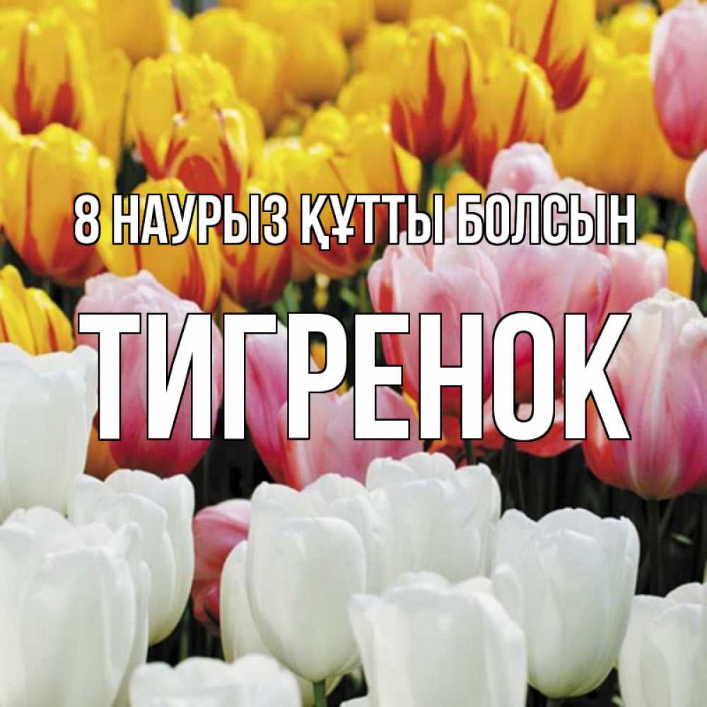 Күн сайын ашық хат с именем, Тигренок 8 наурыз құтты болсын разноцветные цветы Онлайн тегін жүктеп алу тілектері бар керемет карта 