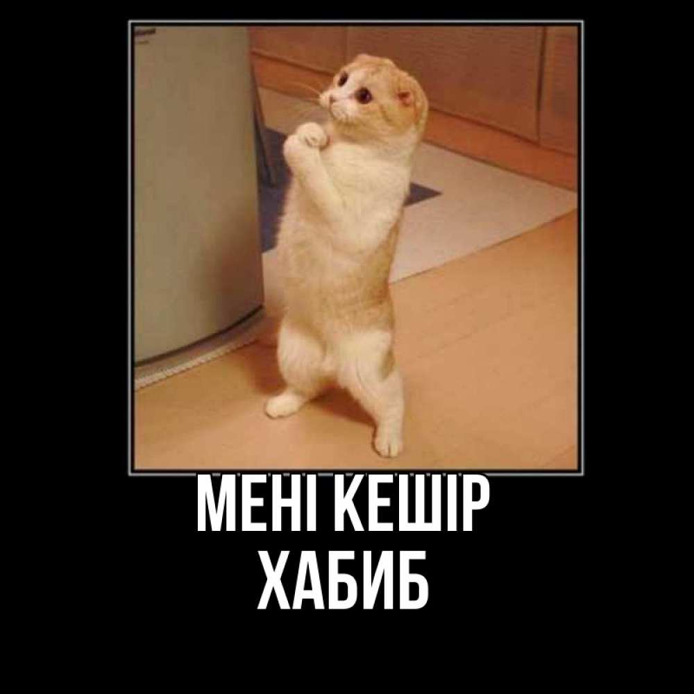 Күн сайын ашық хат с именем, ХАБИБ Мені кешір открытка с милым несчастным котиком просящим прощения Онлайн тегін жүктеп алу тілектері бар керемет карта 