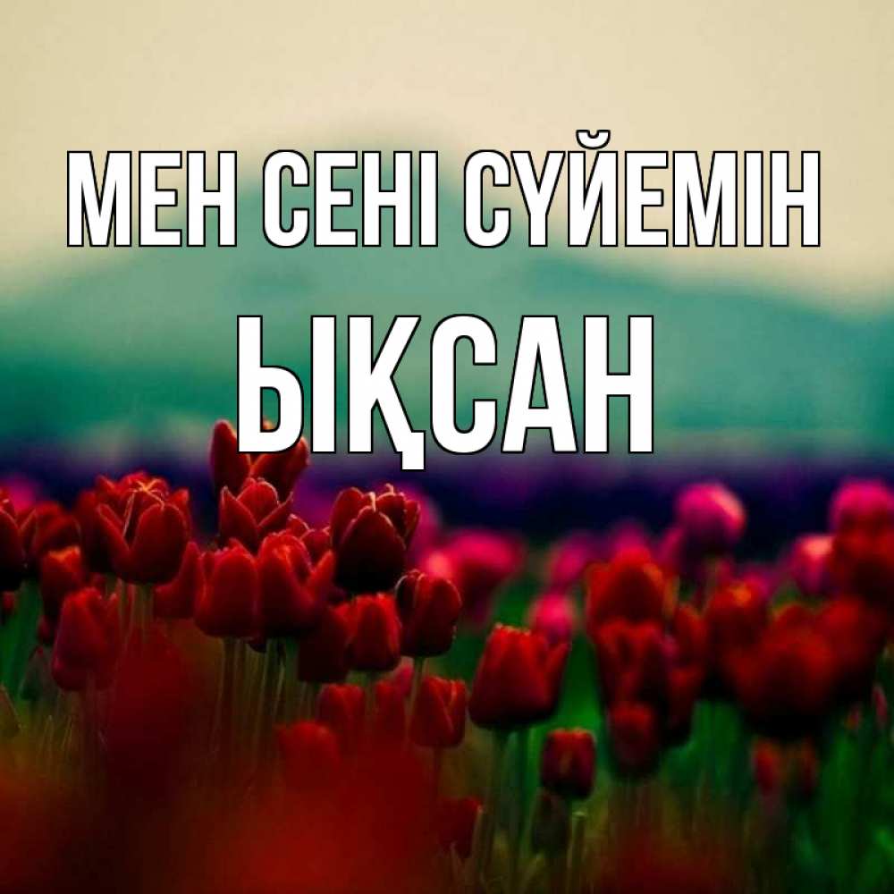 Күн сайын ашық хат с именем, ЫҚСАН Мен сені сүйемін тюльпаны 4 Онлайн тегін жүктеп алу тілектері бар керемет карта 