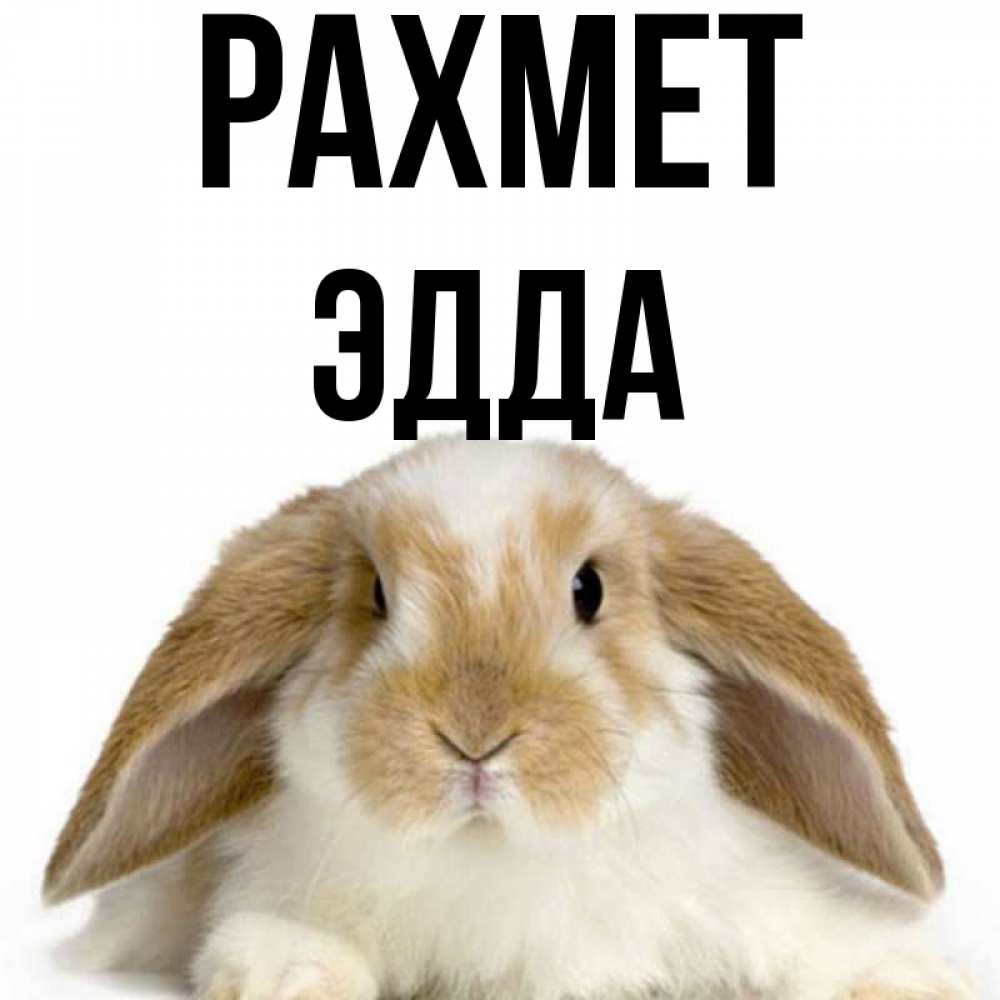 Күн сайын ашық хат с именем, Эдда рахмет коричнево белый заяц Онлайн тегін жүктеп алу тілектері бар керемет карта 