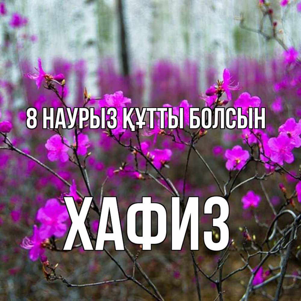 Күн сайын ашық хат с именем, ХАФИЗ 8 наурыз құтты болсын дикие цветы Онлайн тегін жүктеп алу тілектері бар керемет карта 