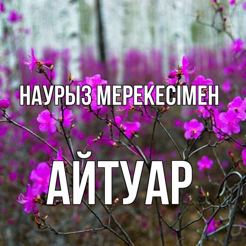 Күн сайын ашық хат с именем, Айтуар Наурыз мерекесімен дикие цветы Онлайн тегін жүктеп алу тілектері бар керемет карта 