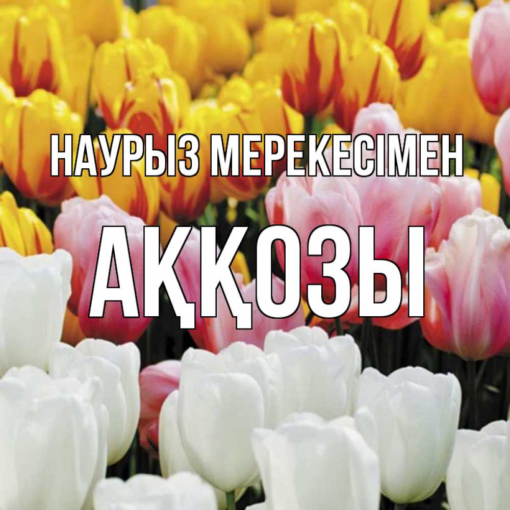 Күн сайын ашық хат с именем, Аққозы Наурыз мерекесімен разноцветные цветы Онлайн тегін жүктеп алу тілектері бар керемет карта 