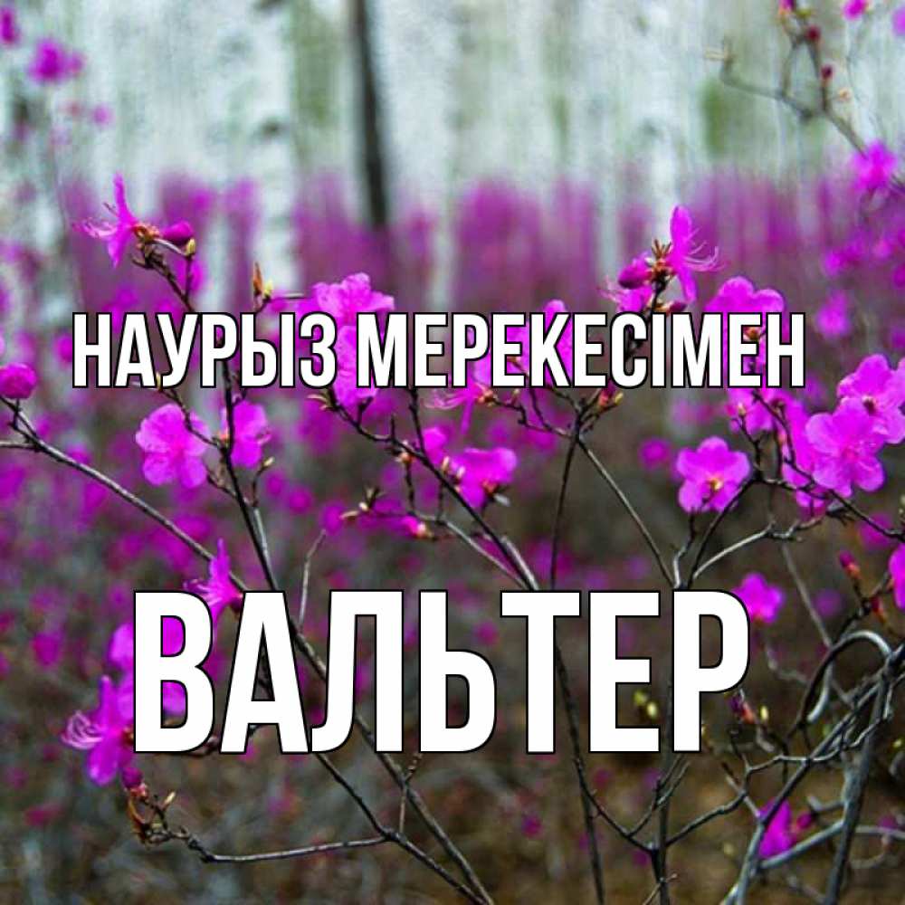 Күн сайын ашық хат с именем, Вальтер Наурыз мерекесімен дикие цветы Онлайн тегін жүктеп алу тілектері бар керемет карта 