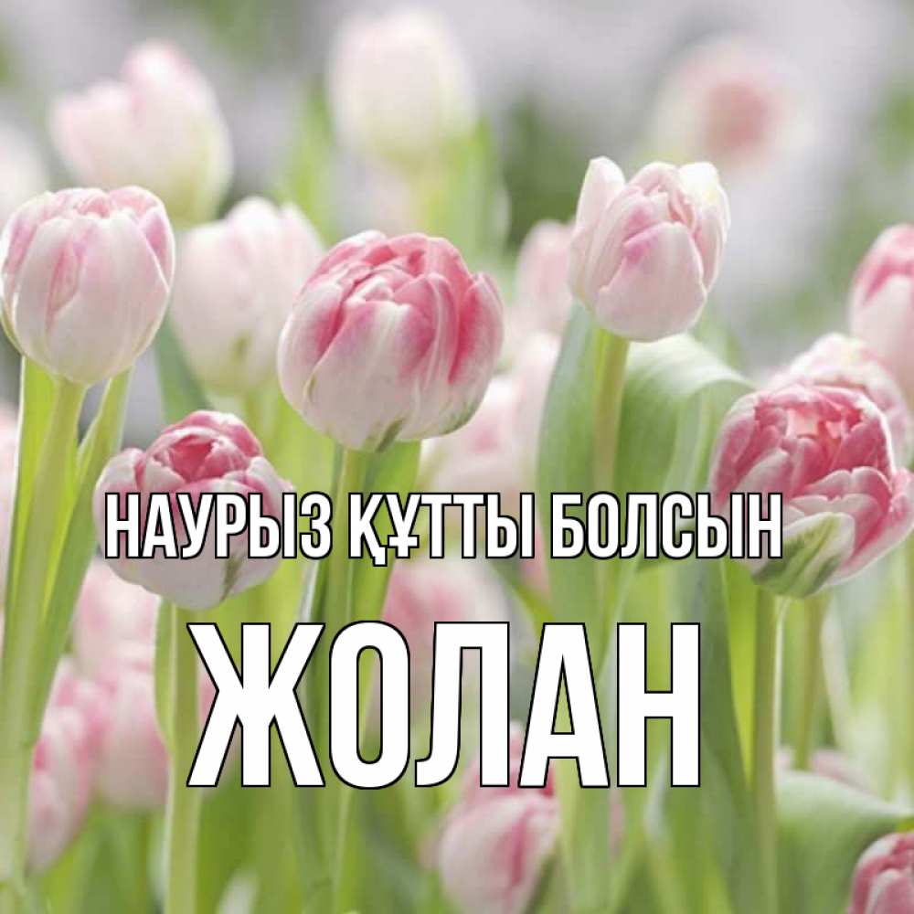 Күн сайын ашық хат с именем, Жолан Наурыз құтты болсын цветы Онлайн тегін жүктеп алу тілектері бар керемет карта 