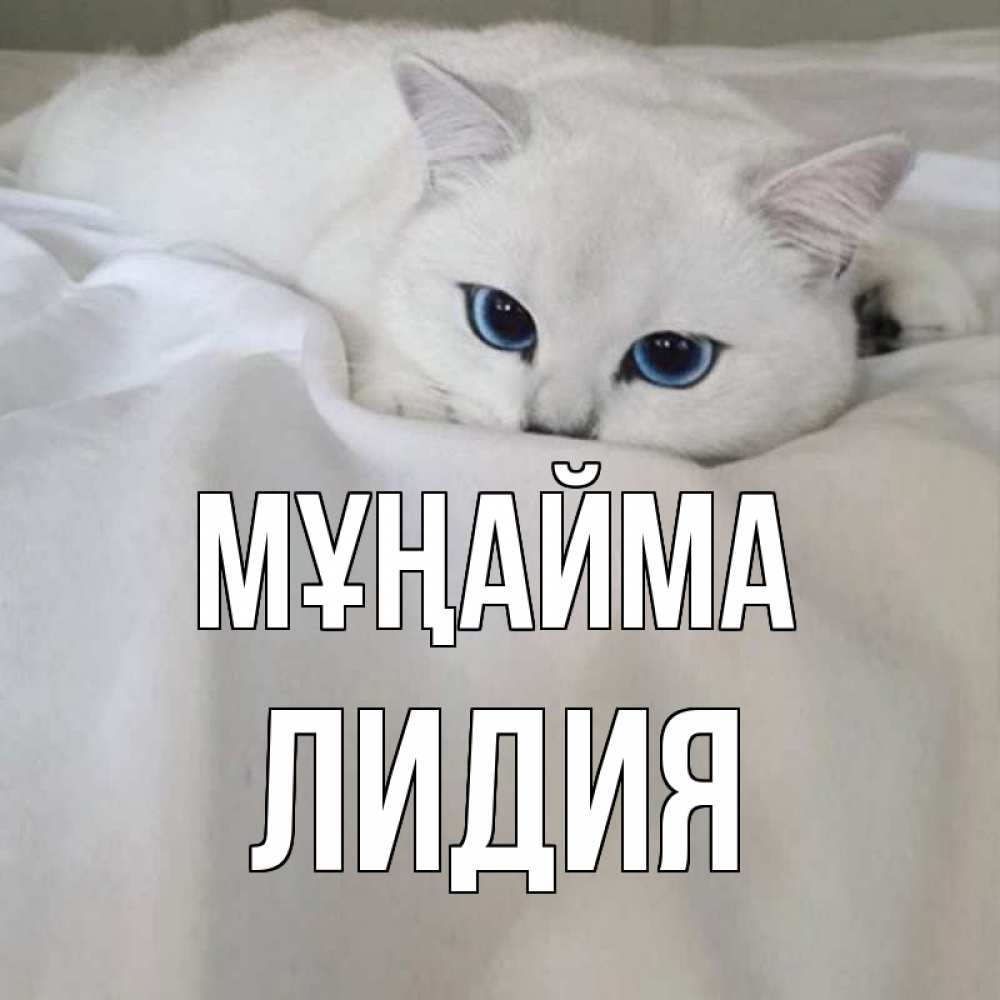 Күн сайын ашық хат с именем, Лидия Мұңайма белый кот с голубыми глазами на белоснежной кровати Онлайн тегін жүктеп алу тілектері бар керемет карта 