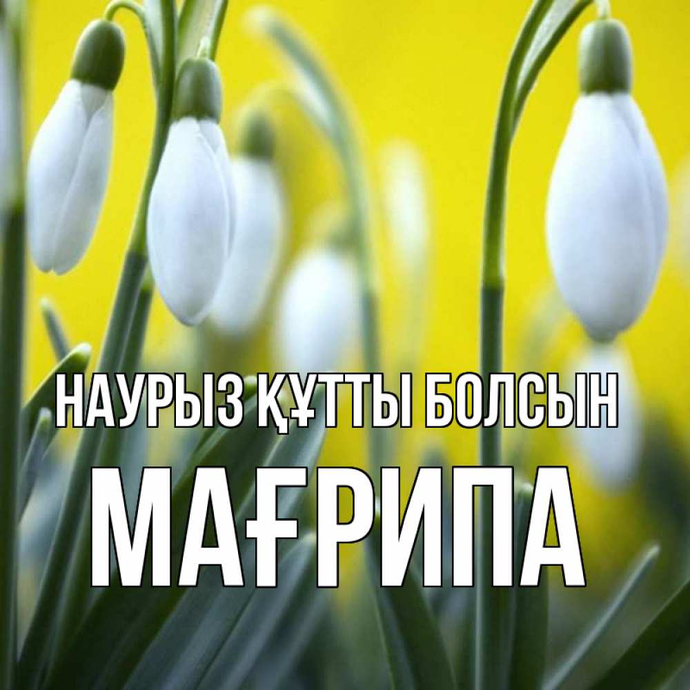 Күн сайын ашық хат с именем, МАҒРИПА Наурыз құтты болсын весенние цветы Онлайн тегін жүктеп алу тілектері бар керемет карта 