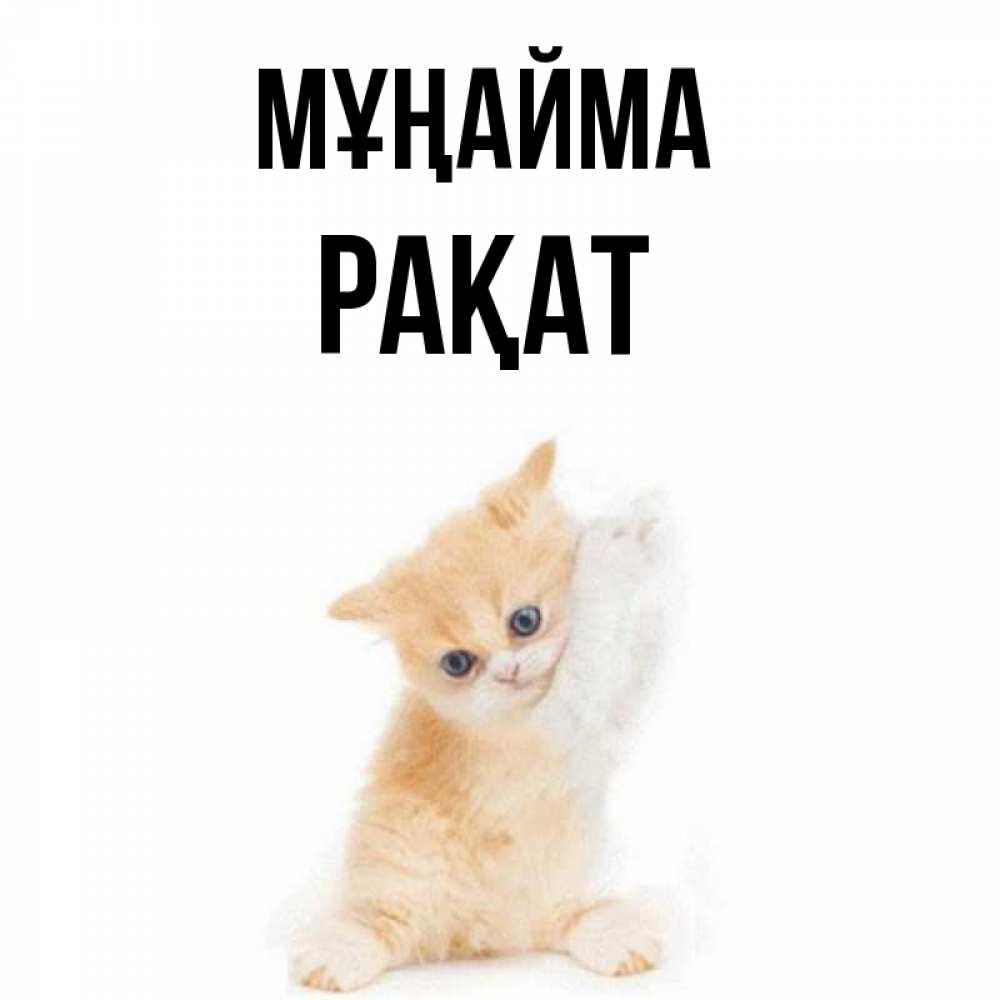 Күн сайын ашық хат с именем, РАҚАТ Мұңайма просящий кот Онлайн тегін жүктеп алу тілектері бар керемет карта 