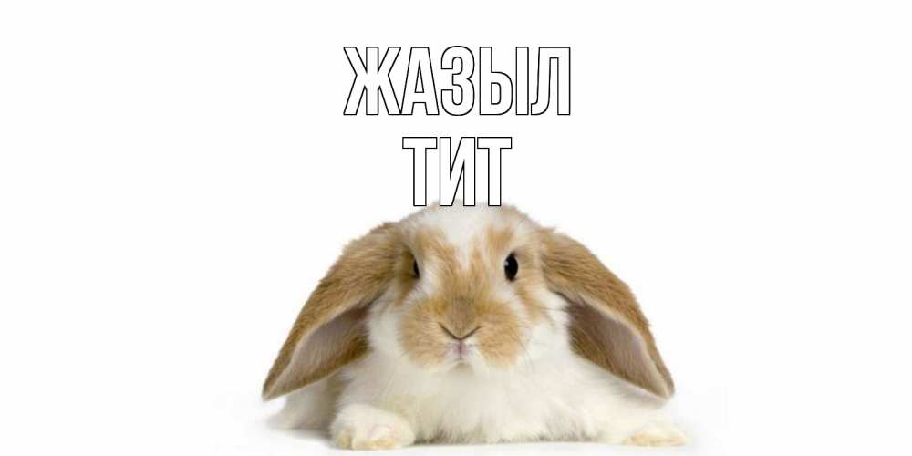 Күн сайын ашық хат с именем, Тит Жазыл вислоухий кролик белого и коричневого цвета Онлайн тегін жүктеп алу тілектері бар керемет карта 