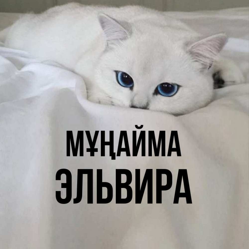 Күн сайын ашық хат с именем, Эльвира Мұңайма Голубоглазая кошка Онлайн тегін жүктеп алу тілектері бар керемет карта 