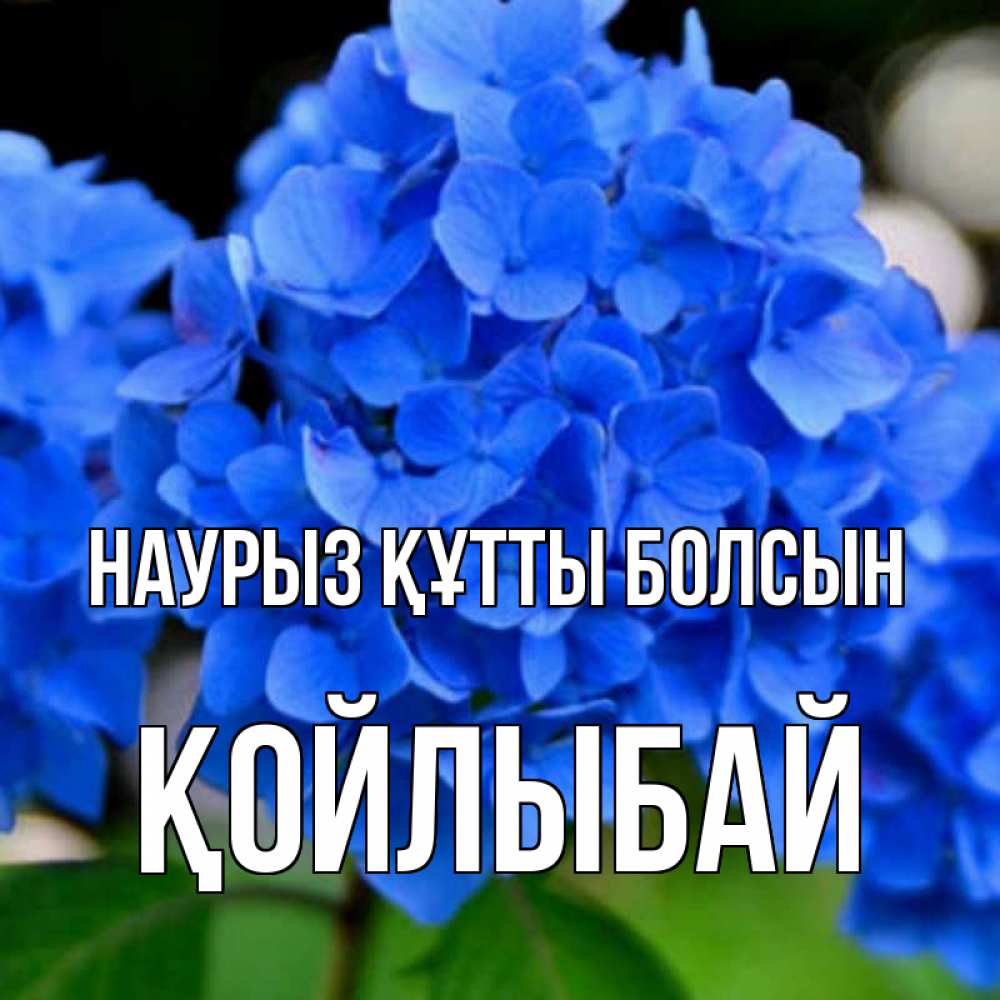 Күн сайын ашық хат с именем, Қойлыбай Наурыз құтты болсын синие цветы Онлайн тегін жүктеп алу тілектері бар керемет карта 