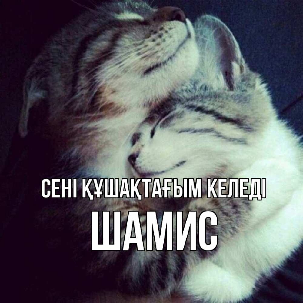 Күн сайын ашық хат с именем, ШАМИС сені құшақтағым келеді полосатики Онлайн тегін жүктеп алу тілектері бар керемет карта 