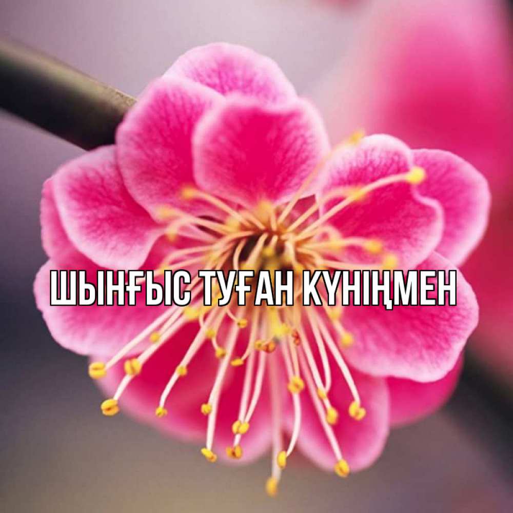 Картинка  с именем , ШЫНҒЫС! ТУҒАН КҮНІҢМЕН!