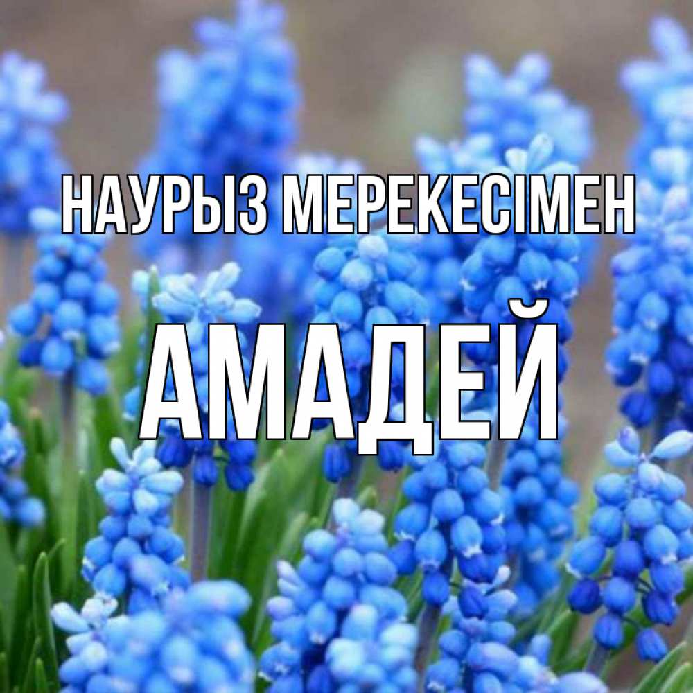 Күн сайын ашық хат с именем, Амадей Наурыз мерекесімен Поздравительная открытка для женщин с цветами на праздничную дату Онлайн тегін жүктеп алу тілектері бар керемет карта 