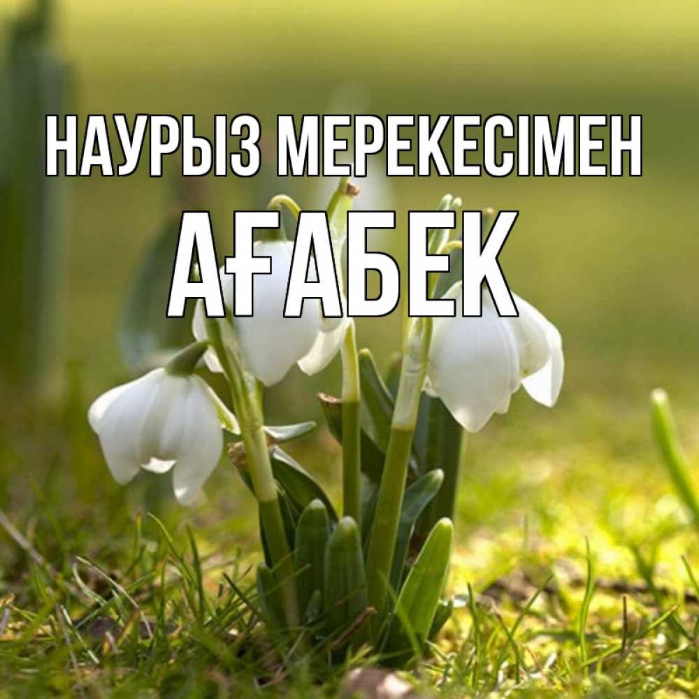 Күн сайын ашық хат с именем, Ағабек Наурыз мерекесімен ранние цветы 2 Онлайн тегін жүктеп алу тілектері бар керемет карта 