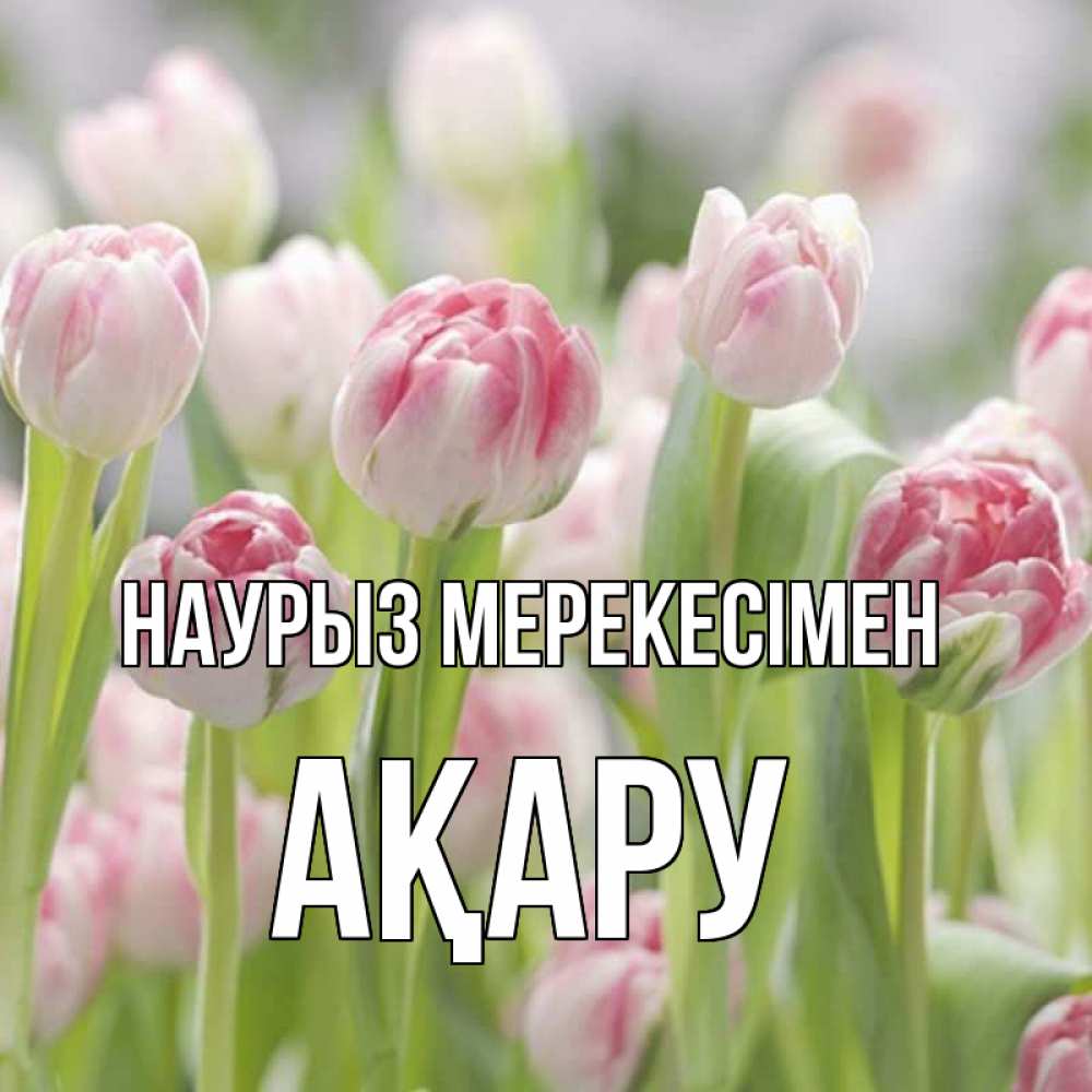 Күн сайын ашық хат с именем, АҚАРУ Наурыз мерекесімен цветы Онлайн тегін жүктеп алу тілектері бар керемет карта 
