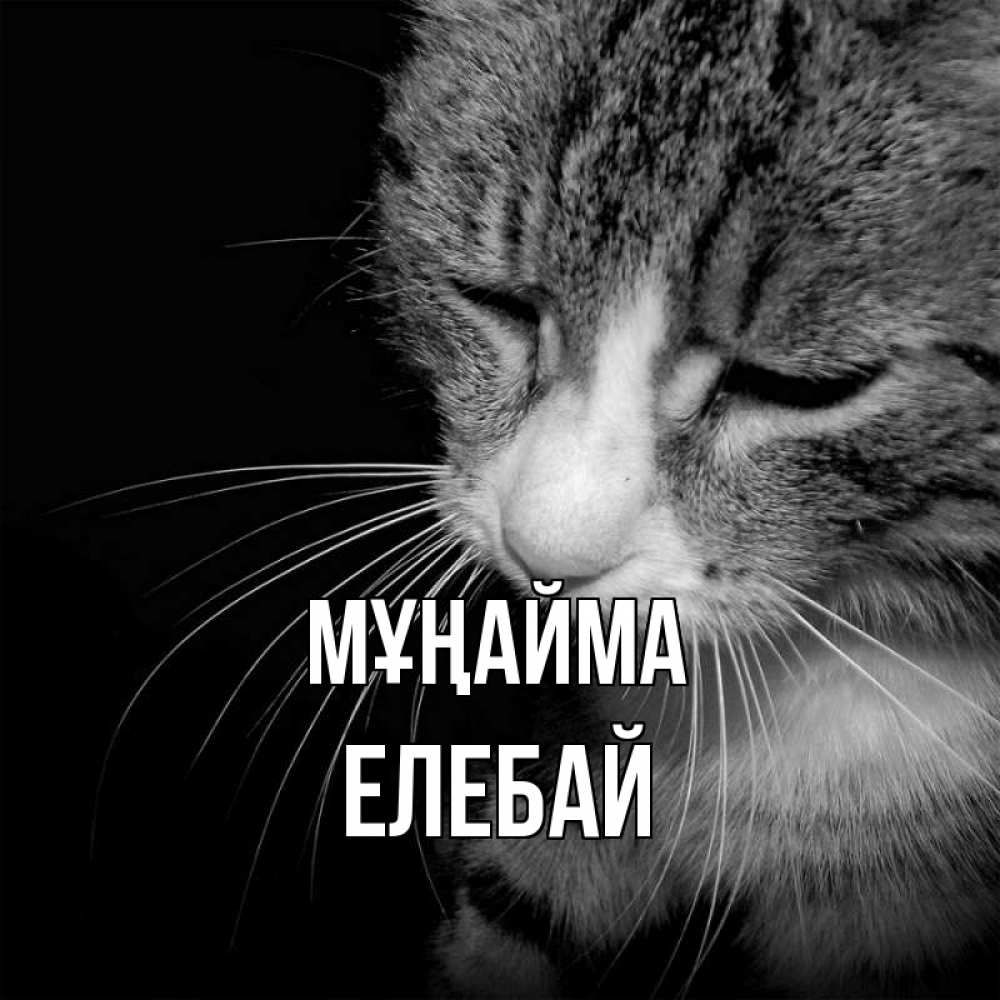 Күн сайын ашық хат с именем, Елебай Мұңайма грустный котик Онлайн тегін жүктеп алу тілектері бар керемет карта 