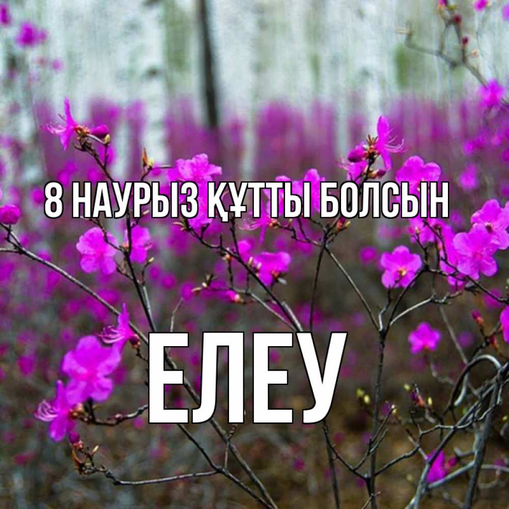 Күн сайын ашық хат с именем, Елеу 8 наурыз құтты болсын дикие цветы Онлайн тегін жүктеп алу тілектері бар керемет карта 