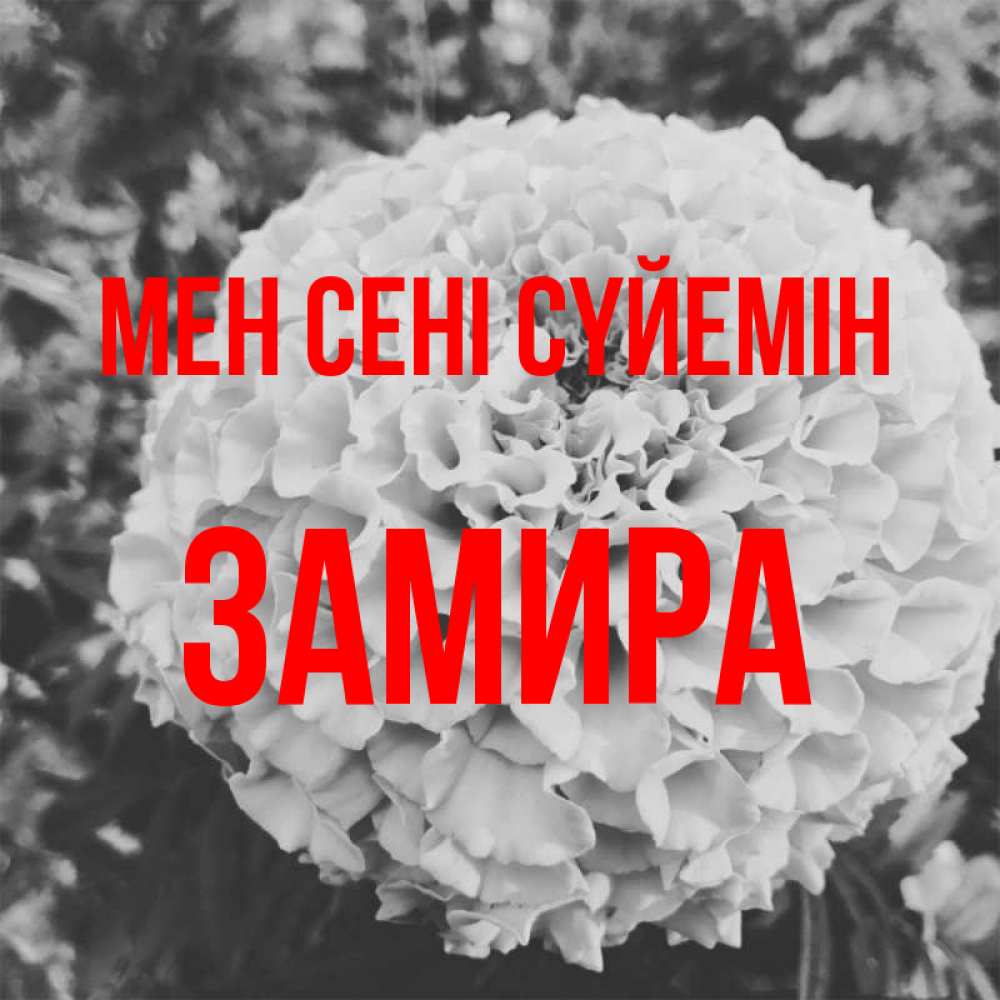 Күн сайын ашық хат с именем, ЗАМИРА Мен сені сүйемін подпись Онлайн тегін жүктеп алу тілектері бар керемет карта 