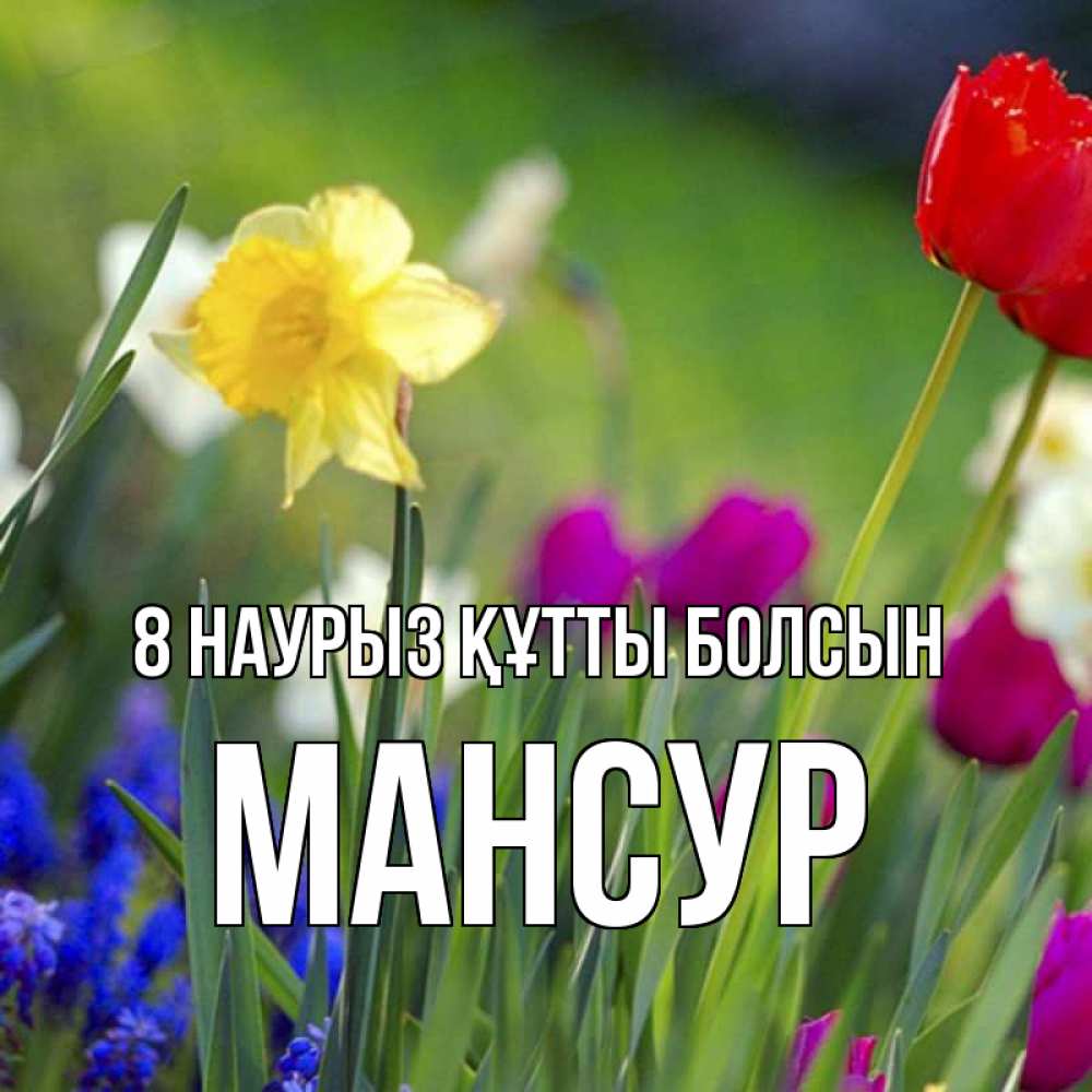 Күн сайын ашық хат с именем, Мансур 8 наурыз құтты болсын международный женский день 3 Онлайн тегін жүктеп алу тілектері бар керемет карта 