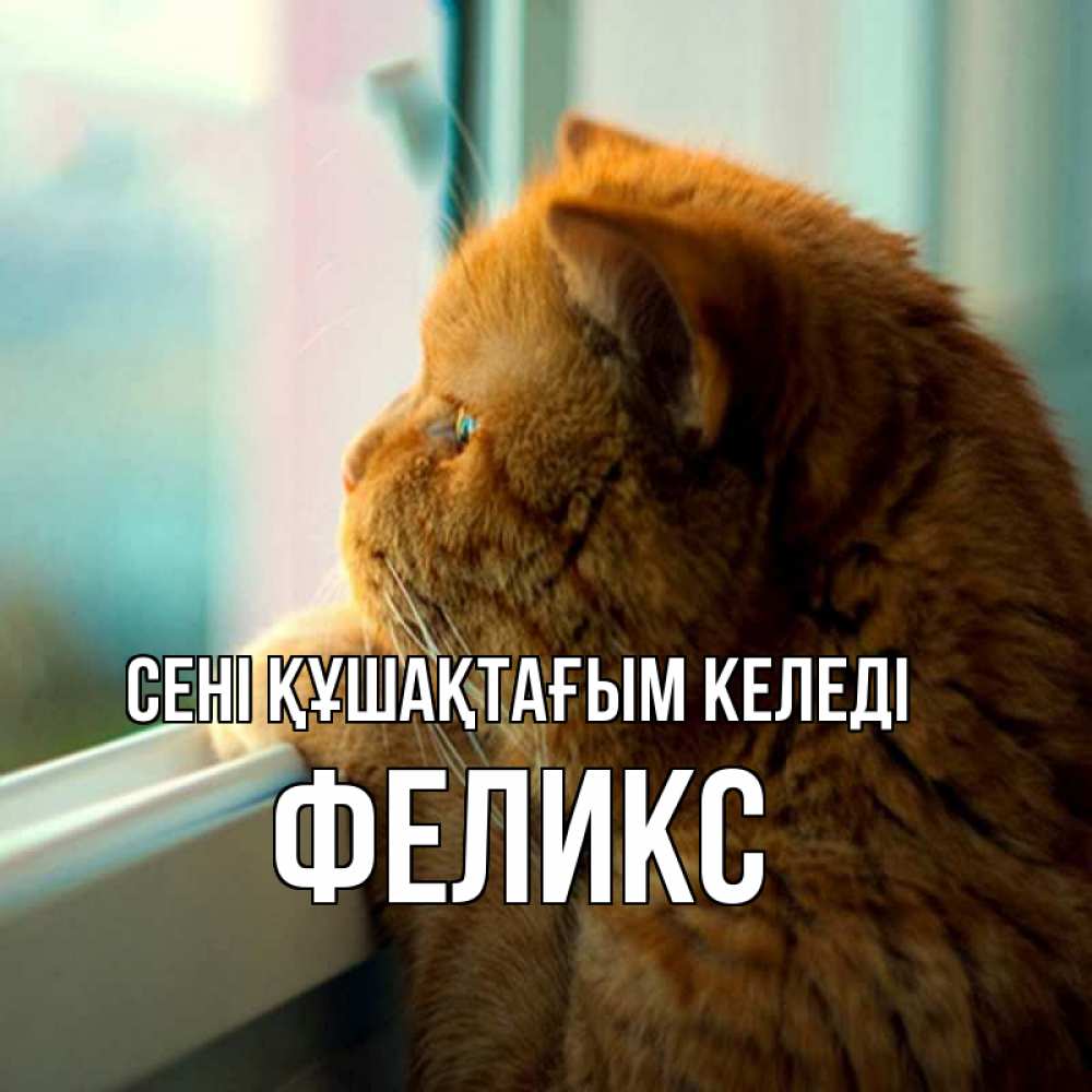 Күн сайын ашық хат с именем, Феликс сені құшақтағым келеді большой огромный рыжий котяра Онлайн тегін жүктеп алу тілектері бар керемет карта 