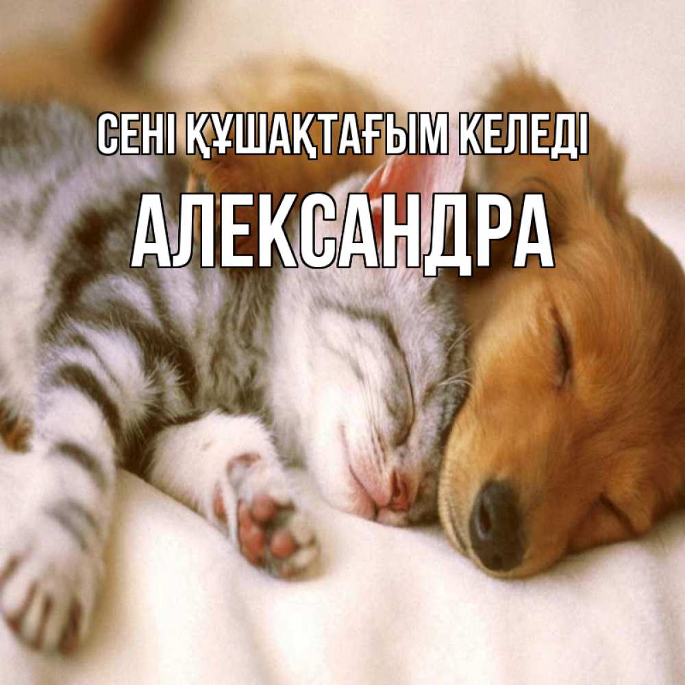 Күн сайын ашық хат с именем, Александра сені құшақтағым келеді пес и котенок Онлайн тегін жүктеп алу тілектері бар керемет карта 