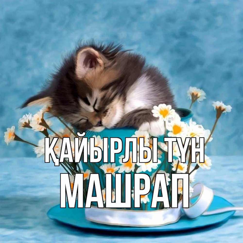 Күн сайын ашық хат с именем, МАШРАП Қайырлы түн котенок спит в кружке с блюдцем Онлайн тегін жүктеп алу тілектері бар керемет карта 