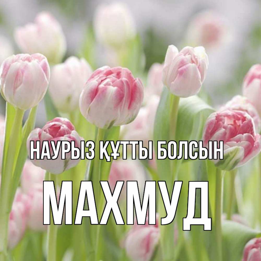 Күн сайын ашық хат с именем, Махмуд Наурыз құтты болсын цветы Онлайн тегін жүктеп алу тілектері бар керемет карта 