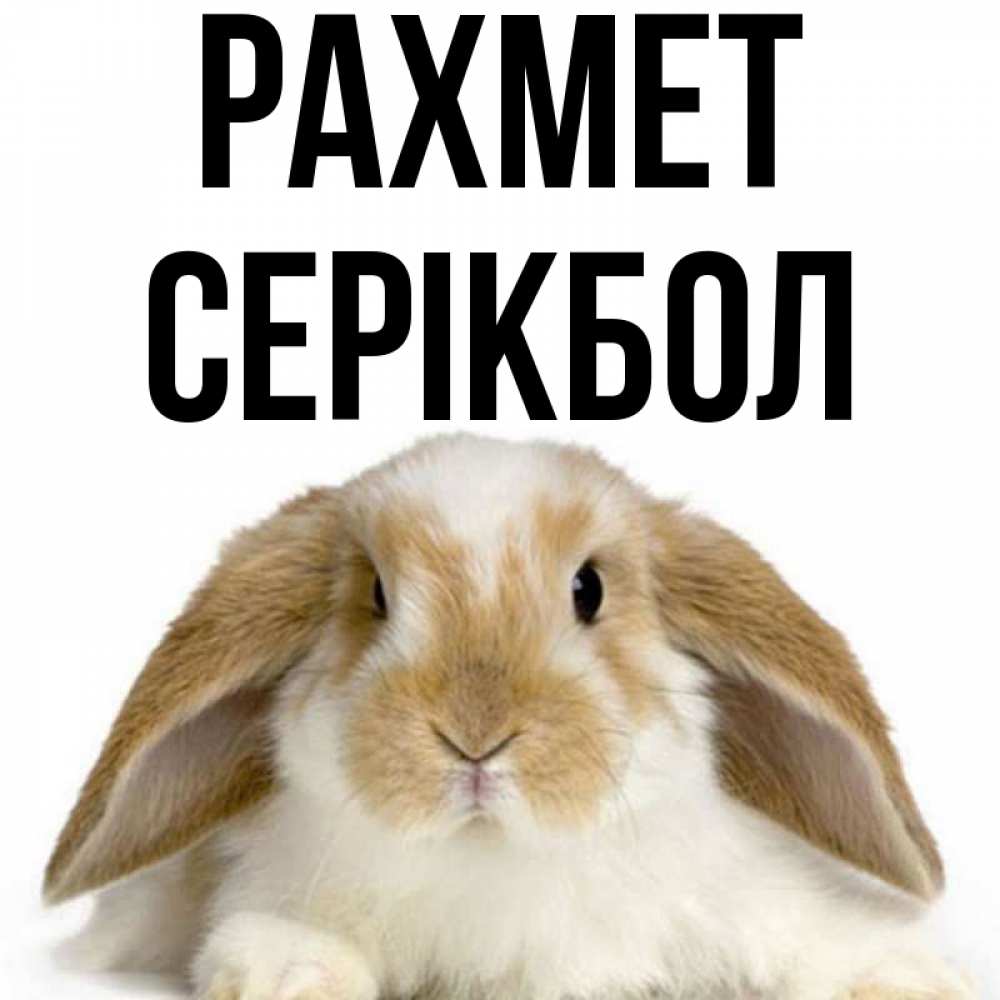 Күн сайын ашық хат с именем, СЕРІКБОЛ рахмет коричнево белый заяц Онлайн тегін жүктеп алу тілектері бар керемет карта 