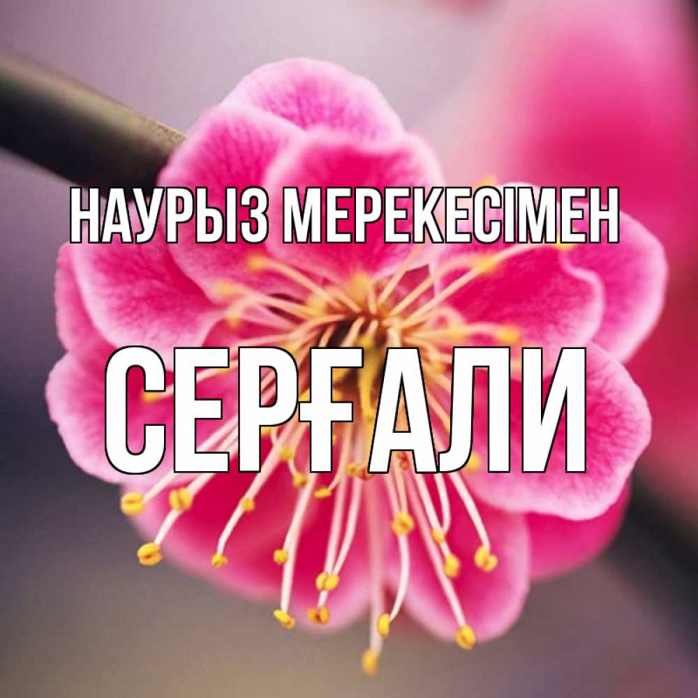 Күн сайын ашық хат с именем, СЕРҒАЛИ Наурыз мерекесімен цветы Онлайн тегін жүктеп алу тілектері бар керемет карта 
