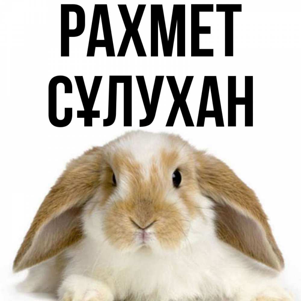 Күн сайын ашық хат с именем, СҰЛУХАН рахмет коричнево белый заяц Онлайн тегін жүктеп алу тілектері бар керемет карта 