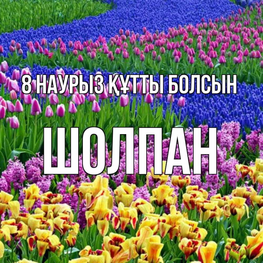 Күн сайын ашық хат с именем, ШОЛПАН 8 наурыз құтты болсын цветы Онлайн тегін жүктеп алу тілектері бар керемет карта 