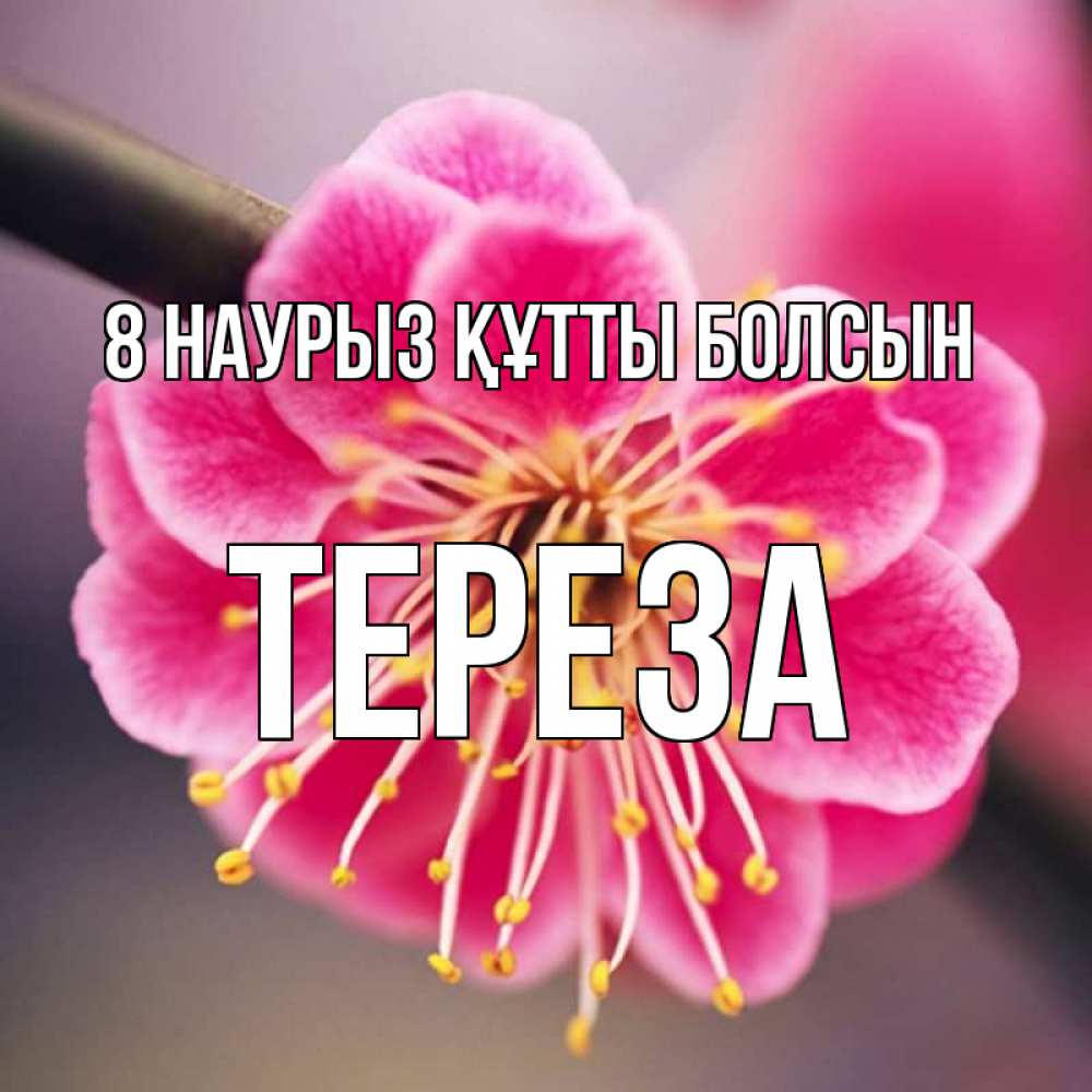 Күн сайын ашық хат с именем, Тереза 8 наурыз құтты болсын цветы Онлайн тегін жүктеп алу тілектері бар керемет карта 