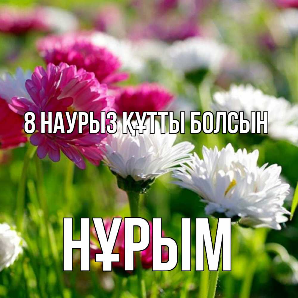 Күн сайын ашық хат с именем, Нұрым 8 наурыз құтты болсын международный женский день 1 Онлайн тегін жүктеп алу тілектері бар керемет карта 