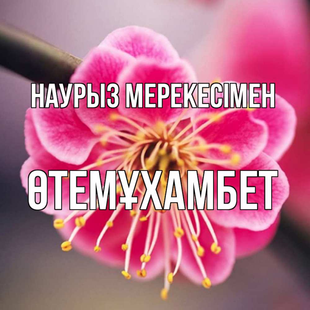 Күн сайын ашық хат с именем, ӨТЕМҰХАМБЕТ Наурыз мерекесімен цветы Онлайн тегін жүктеп алу тілектері бар керемет карта 