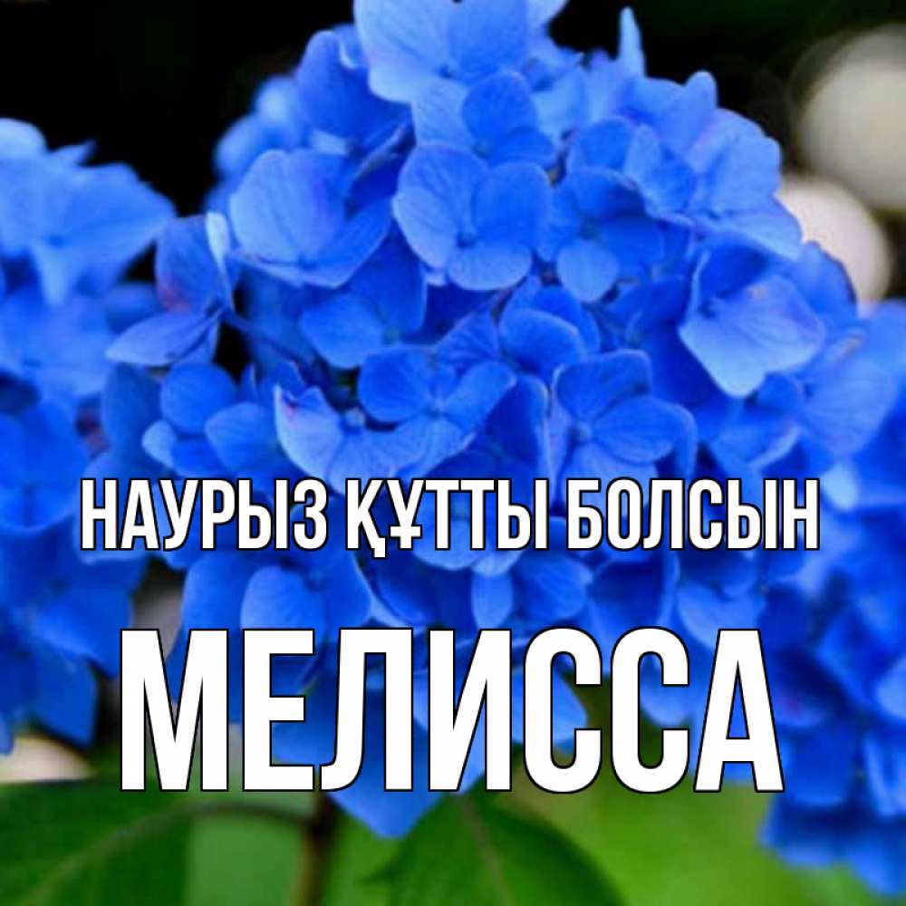 Күн сайын ашық хат с именем, Мелисса Наурыз құтты болсын синие цветы Онлайн тегін жүктеп алу тілектері бар керемет карта 
