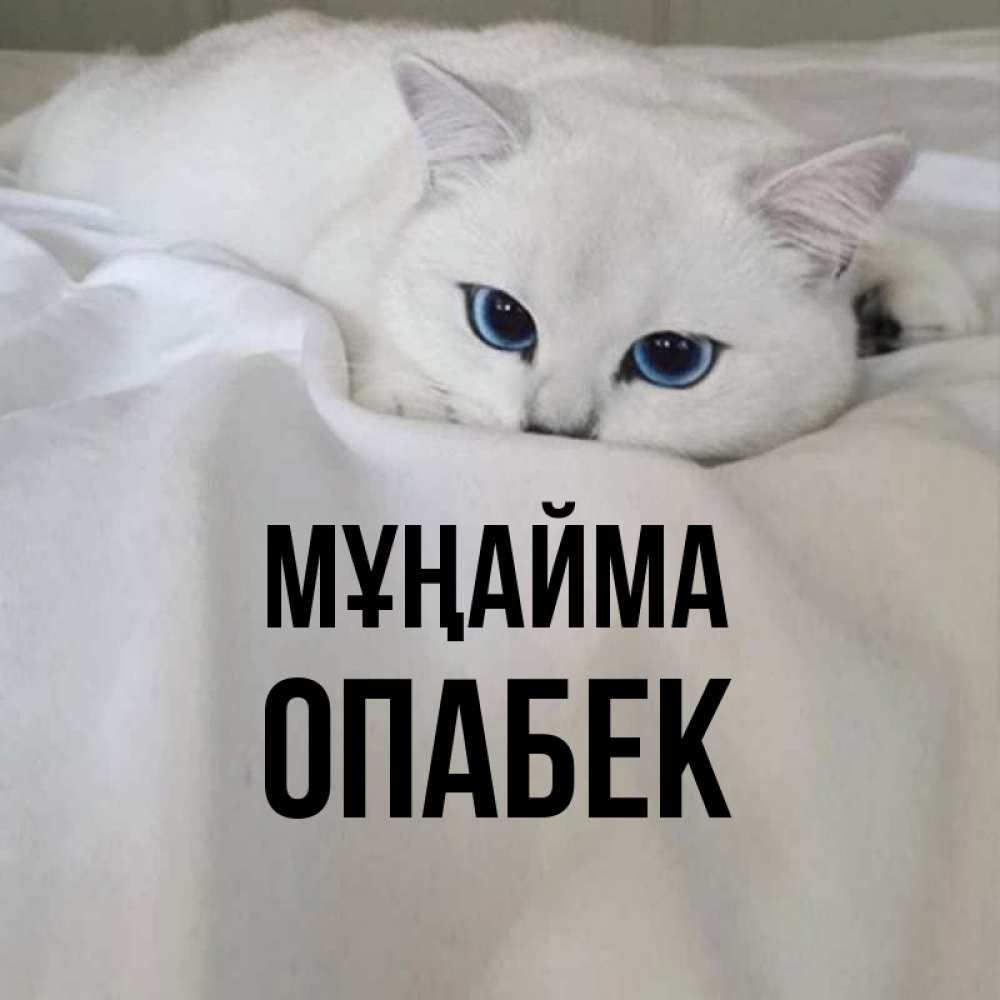 Күн сайын ашық хат с именем, ОПАБЕК Мұңайма Голубоглазая кошка Онлайн тегін жүктеп алу тілектері бар керемет карта 