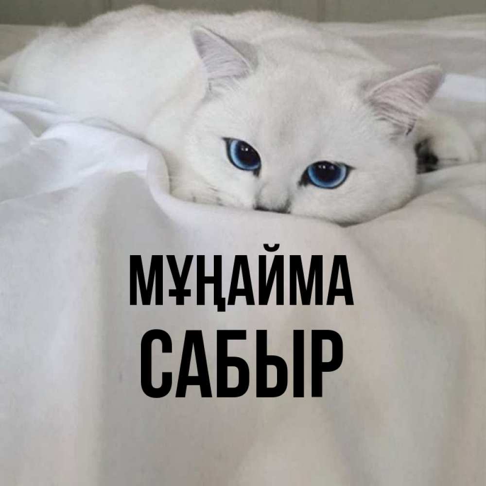 Күн сайын ашық хат с именем, САБЫР Мұңайма Голубоглазая кошка Онлайн тегін жүктеп алу тілектері бар керемет карта 