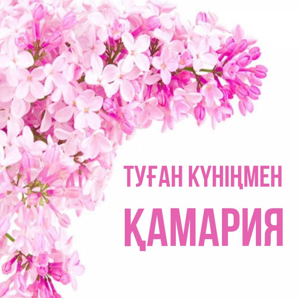 Күн сайын ашық хат с именем, ҚАМАРИЯ Туған күніңмен Сирень на белом фоне Онлайн тегін жүктеп алу тілектері бар керемет карта 