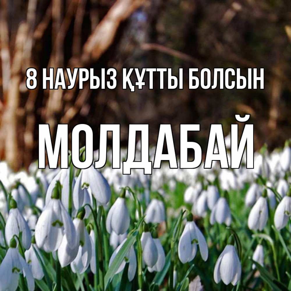 Күн сайын ашық хат с именем, МОЛДАБАЙ 8 наурыз құтты болсын с подснежниками 1 Онлайн тегін жүктеп алу тілектері бар керемет карта 